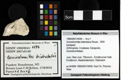Foto (Objekt + Etiketten) von Goniodromites bidentatus (Reuss, 1859) 